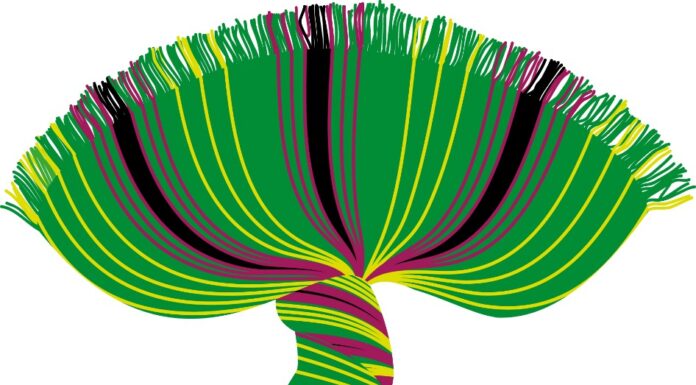 CONHEÇA O GRUPO HAKTUIR AI-KNANOIK DE TIMOR LESTE